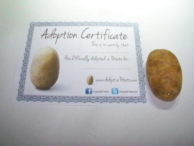 adopt a potato