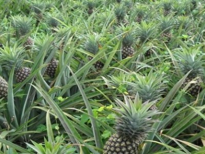 Champs d'ananas